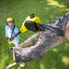 Professional Tree Removal in Fife, WA