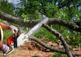 Best Lot and Land Clearing  in Fife, WA