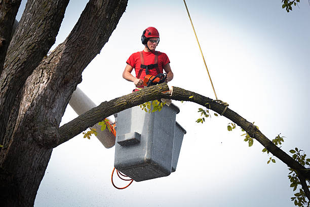 Best Tree Mulching  in Fife, WA